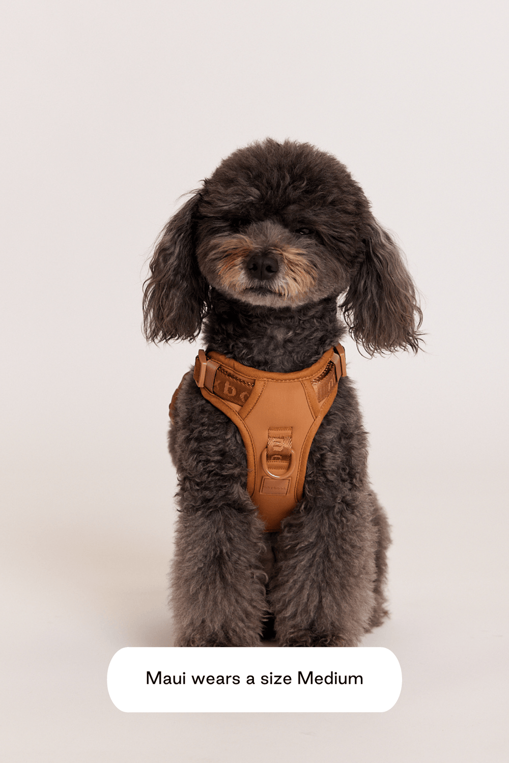 Louis Vuitton with Metal LV Accessory Dog Harness and Leash